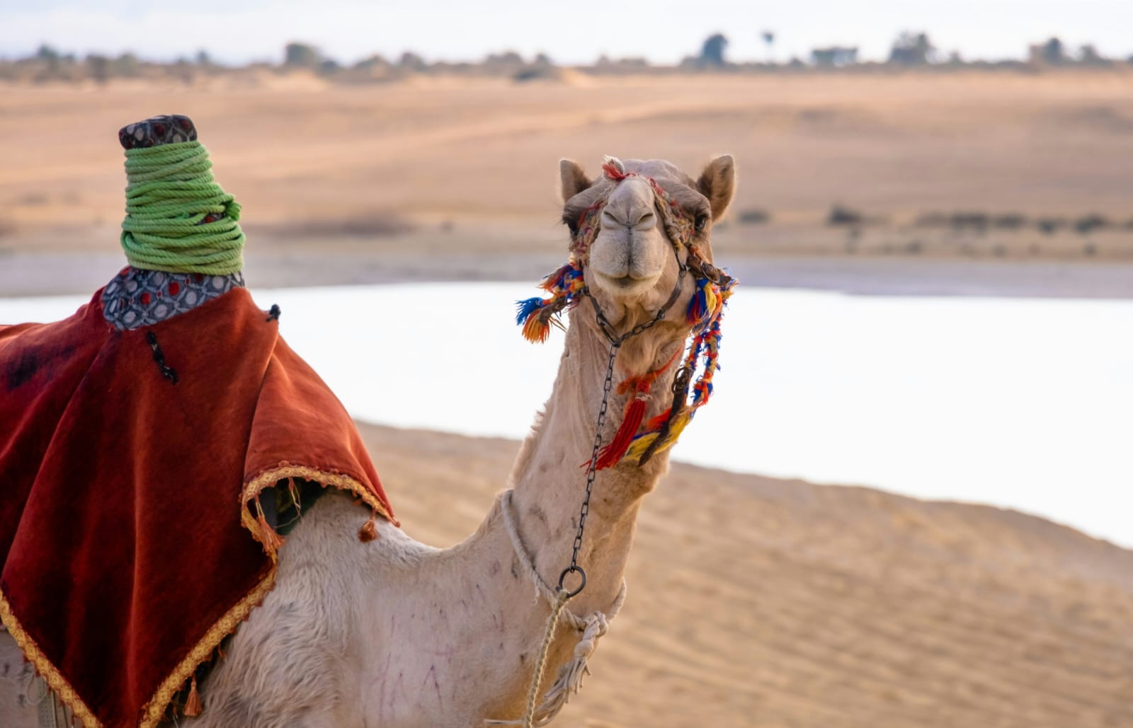 Aswan Desert Safari: Camels, Monastery & Sunset